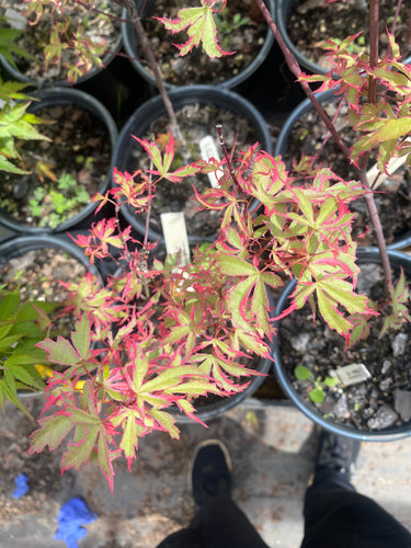 Acer palmatum 'Mama fu' Variegated Japanese Maple